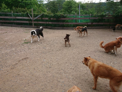 f:id:roukenhome-ann:20190611193107j:plain f:id:roukenhome-ann:20190611193107j:plain