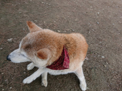 f:id:roukenhome-ann:20190611193124j:plain f:id:roukenhome-ann:20190611193124j:plain