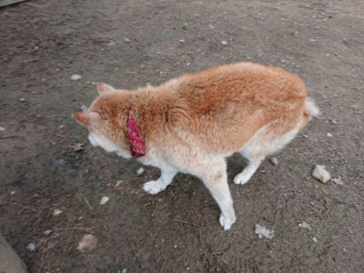 f:id:roukenhome-ann:20190611193140j:plain f:id:roukenhome-ann:20190611193140j:plain