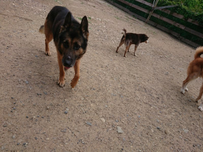 f:id:roukenhome-ann:20190611193156j:plain f:id:roukenhome-ann:20190611193156j:plain