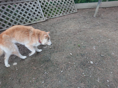 f:id:roukenhome-ann:20190611193211j:plain f:id:roukenhome-ann:20190611193211j:plain