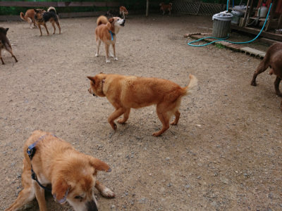 f:id:roukenhome-ann:20190611193224j:plain f:id:roukenhome-ann:20190611193224j:plain