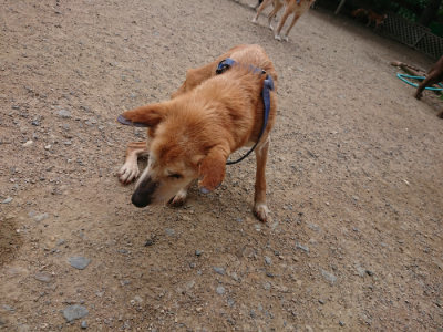 f:id:roukenhome-ann:20190611193241j:plain f:id:roukenhome-ann:20190611193241j:plain