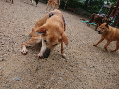 f:id:roukenhome-ann:20190611193246j:plain f:id:roukenhome-ann:20190611193246j:plain