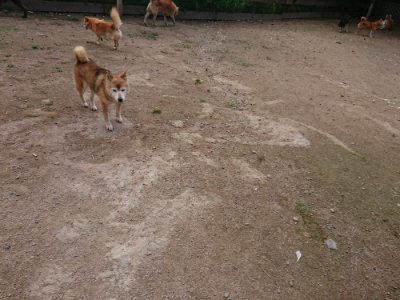 f:id:roukenhome-ann:20190611193314j:plain f:id:roukenhome-ann:20190611193314j:plain