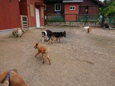 f:id:roukenhome-ann:20190611193330j:plain f:id:roukenhome-ann:20190611193330j:plain