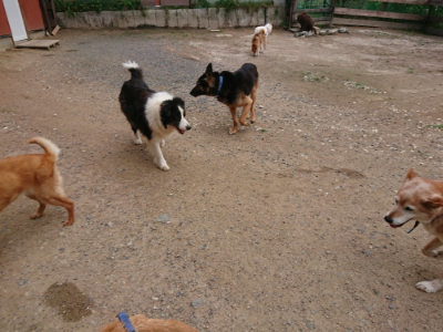 f:id:roukenhome-ann:20190611193340j:plain f:id:roukenhome-ann:20190611193340j:plain