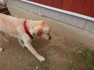 f:id:roukenhome-ann:20190611193346j:plain f:id:roukenhome-ann:20190611193346j:plain