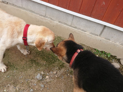 f:id:roukenhome-ann:20190611193359j:plain f:id:roukenhome-ann:20190611193359j:plain