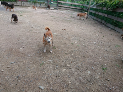 f:id:roukenhome-ann:20190611193434j:plain f:id:roukenhome-ann:20190611193434j:plain