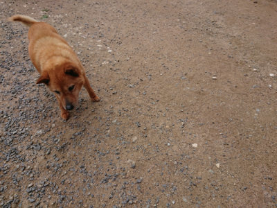 f:id:roukenhome-ann:20190611193450j:plain f:id:roukenhome-ann:20190611193450j:plain