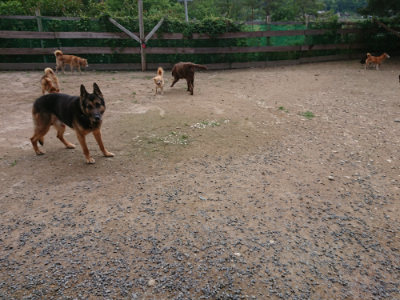 f:id:roukenhome-ann:20190611193458j:plain f:id:roukenhome-ann:20190611193458j:plain