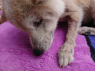 f:id:roukenhome-ann:20190611203022j:plain