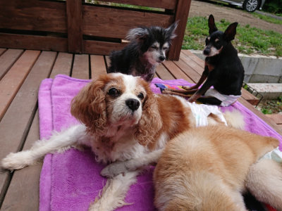 f:id:roukenhome-ann:20190611203059j:plain