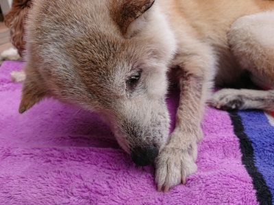 f:id:roukenhome-ann:20190611203145j:plain