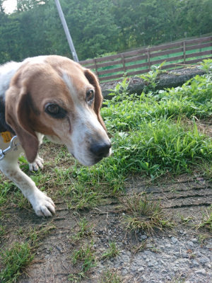 f:id:roukenhome-ann:20190612212211j:plain