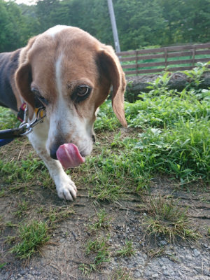 f:id:roukenhome-ann:20190612212231j:plain