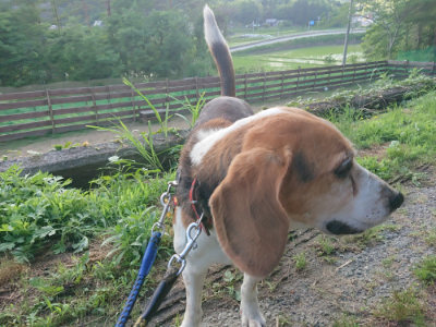 f:id:roukenhome-ann:20190612212403j:plain