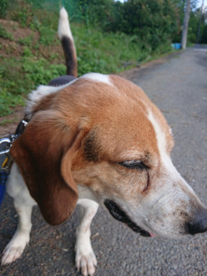 f:id:roukenhome-ann:20190612212622j:plain