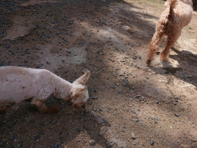 f:id:roukenhome-ann:20190613124811j:plain