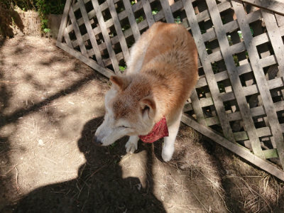 f:id:roukenhome-ann:20190613130619j:plain