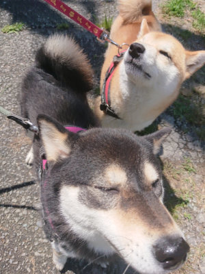 f:id:roukenhome-ann:20190613130628j:plain