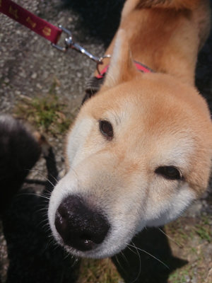 f:id:roukenhome-ann:20190613130643j:plain