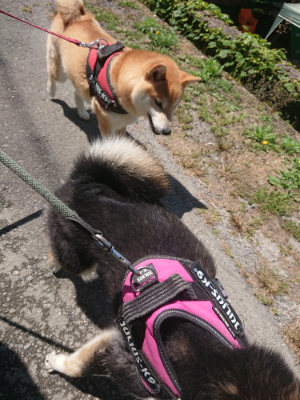 f:id:roukenhome-ann:20190613140121j:plain