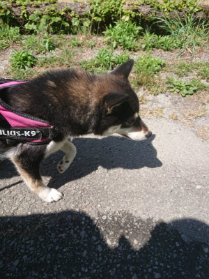 f:id:roukenhome-ann:20190613140135j:plain