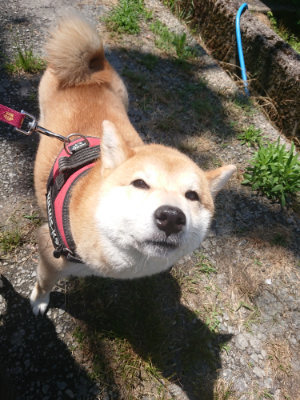 f:id:roukenhome-ann:20190613140140j:plain