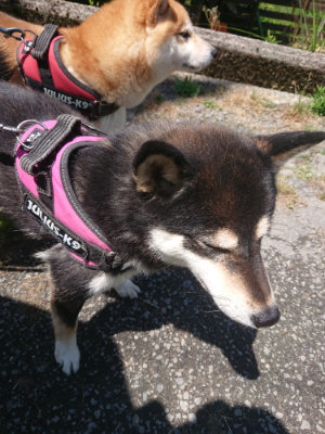 f:id:roukenhome-ann:20190613140150j:plain