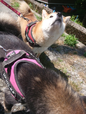 f:id:roukenhome-ann:20190613140212j:plain