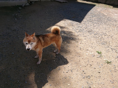 f:id:roukenhome-ann:20190613140251j:plain