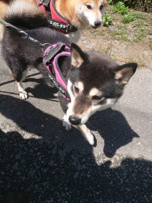 f:id:roukenhome-ann:20190613140311j:plain