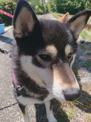 f:id:roukenhome-ann:20190613140348j:plain