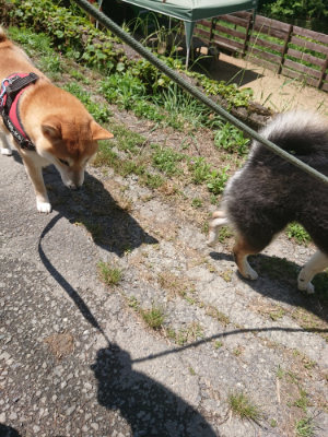 f:id:roukenhome-ann:20190613140410j:plain