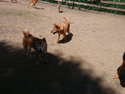f:id:roukenhome-ann:20190613140920j:plain