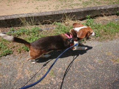 f:id:roukenhome-ann:20190613141304j:plain