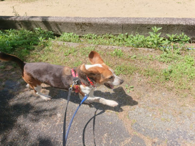 f:id:roukenhome-ann:20190613141338j:plain