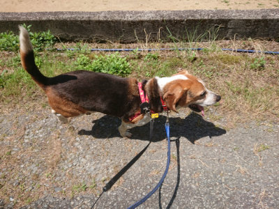 f:id:roukenhome-ann:20190613141343j:plain