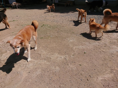 f:id:roukenhome-ann:20190613141523j:plain