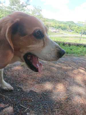 f:id:roukenhome-ann:20190613141600j:plain