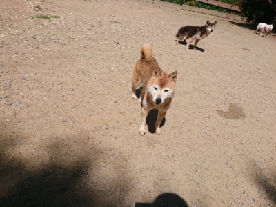 f:id:roukenhome-ann:20190613142443j:plain