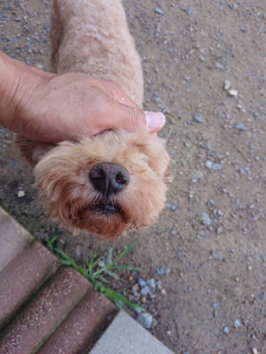 f:id:roukenhome-ann:20190613142520j:plain