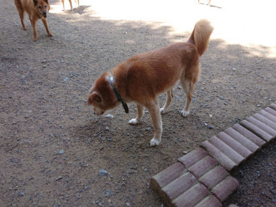 f:id:roukenhome-ann:20190613142901j:plain