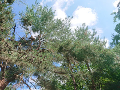 f:id:roukenhome-ann:20190613142924j:plain