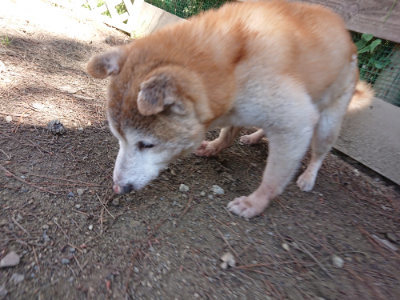 f:id:roukenhome-ann:20190613142938j:plain
