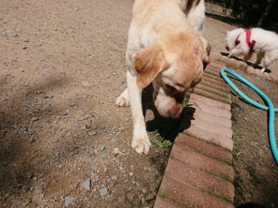 f:id:roukenhome-ann:20190613143015j:plain