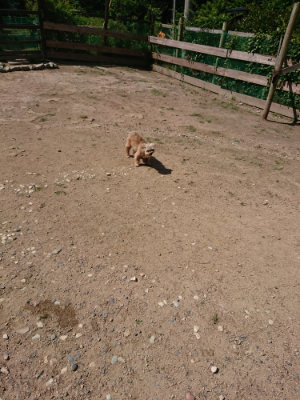 f:id:roukenhome-ann:20190613143644j:plain