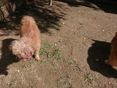 f:id:roukenhome-ann:20190613143649j:plain